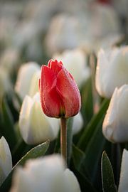 Eine rote Tulpe zwischen weißen Tulpen im sanften Morgenlicht von Bram Lubbers
