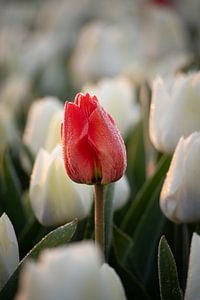 Eine rote Tulpe zwischen weißen Tulpen im sanften Morgenlicht