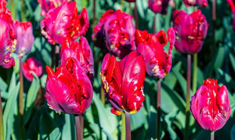 Rode Tulpen von Hans Verhulst
