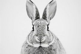Kaninchen-Porträt in Schwarz-Weiß von Poster Art Shop