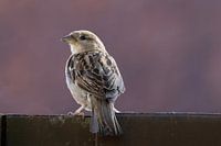 Sparrow on the edge of the roof