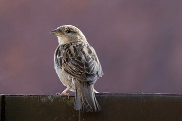 Moineau sur le bord du toit sur Memories for life Fotografie