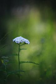 Yarrow by Maayke Klaver