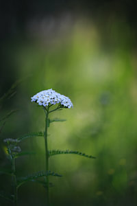 Duizendblad