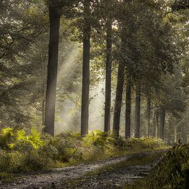 Frisches Grün im Wald von Jos Erkamp