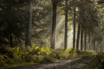 Fris groen in het bos van Jos Erkamp