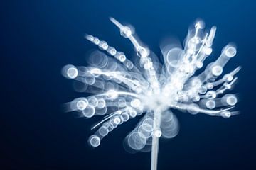Cosmic Seeds by Gerry van Roosmalen