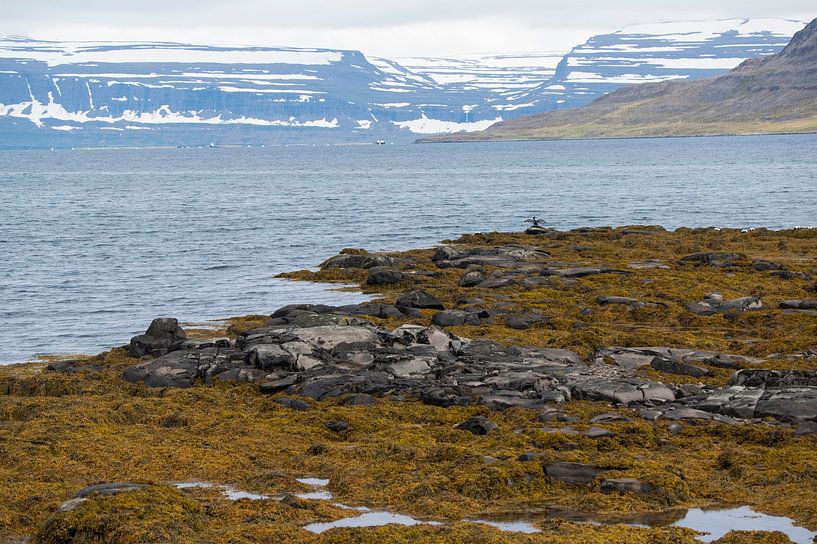 Views of seals and mountains in Iceland by Bianca Fortuin