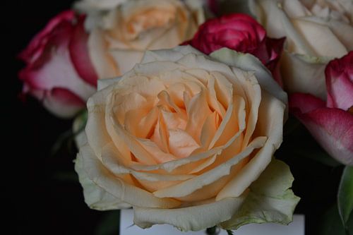 Rose Roos