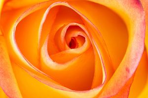 Orange Rose