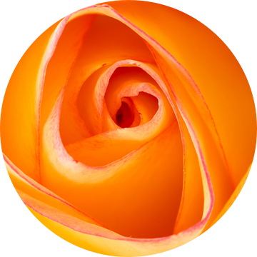 Oranje roos van Kok and Kok