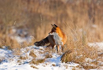 Renard dans la neige