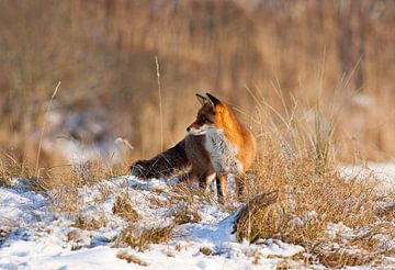 Fuchs im Schnee von Anton de Zeeuw