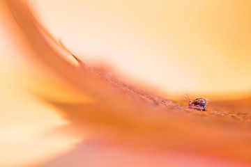 Springtail sur Danny Slijfer Natuurfotografie