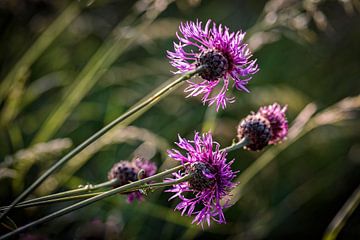 Kornblume von Rob Boon