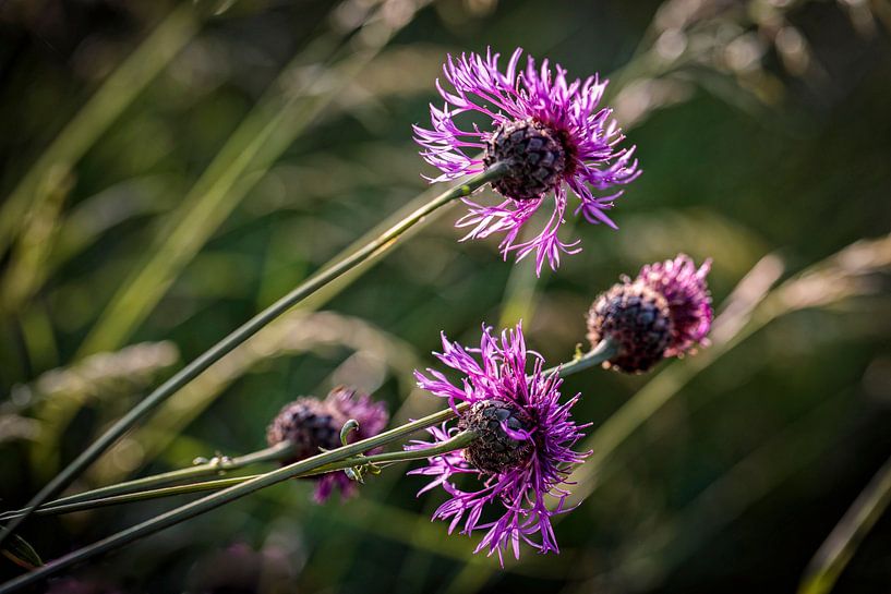 Cornflower by Rob Boon