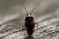 Bug