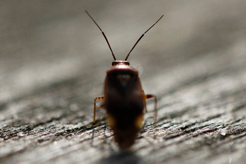 Bug by Erwin Verweij