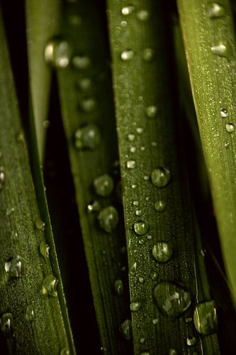 sprankelende druppels - Regendruppels op gras 