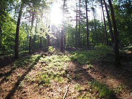 Rising sun in the forest 3