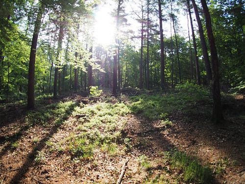 Soleil levant dans la forêt 3