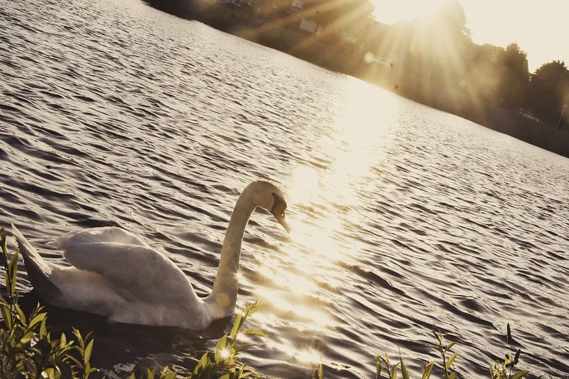 Swan Lake by Goldeneyes