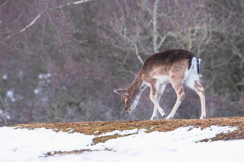 Young fallow deer in the snow by Anne Zwagers