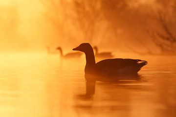 Goose at sunrise by Roeselien Raimond