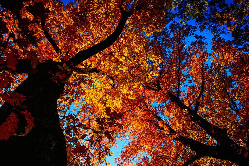 Autumn colours the trees by Stedom Fotografie