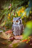 Kleine Uil
