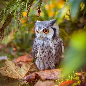 Little Owl by By Angela