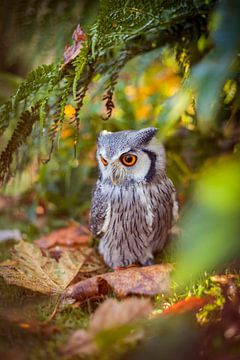 Little Owl by By Angela
