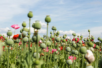 Polderconfetti 2