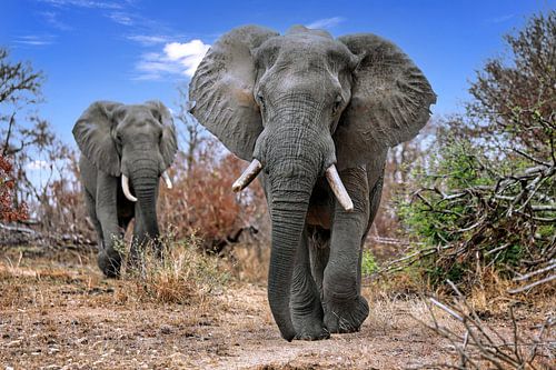 Elefanten im Kruger Nationalpark Südafrika