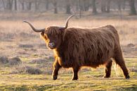 Schotse Hooglander van Debbie Rijnders thumbnail