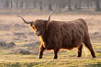 Scottish Highlander