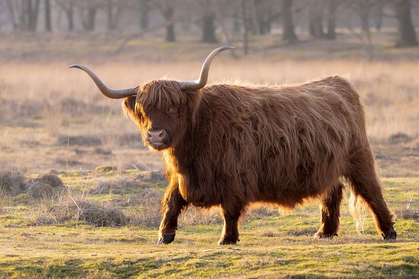 Schotse Hooglander van Debbie Rijnders
