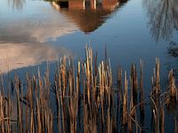 Stengels riet en een weerspiegeling