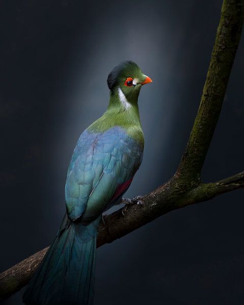 Delightful by Greetje van Son
