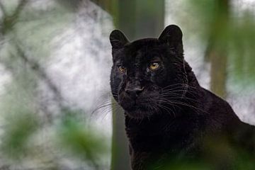 Black Panther