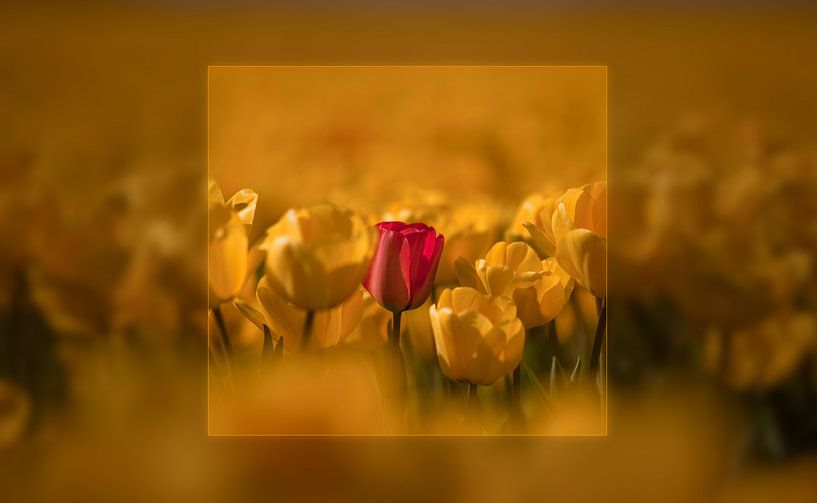 Durf jezelf te zijn_03 par Alfred Meester