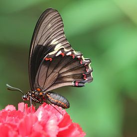 Golden-edged swift by Matthias Brix