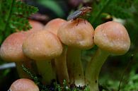 Een vliegje op de paddenstoelen van Gerard de Zwaan thumbnail