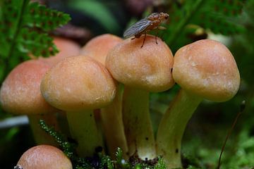 Een vliegje op de paddenstoelen