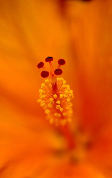 Het Hart van de Hibiscus van Laura Krol