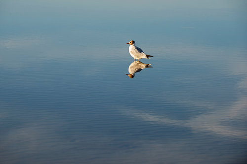 Möwe mit Spiegelbild