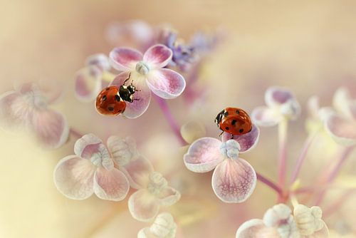 Coccinelles et hortensia