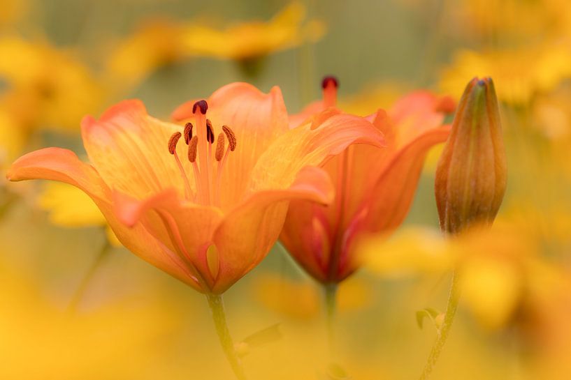 Fire lily by Daniela Beyer