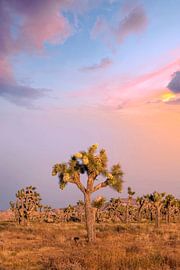 Charming sunset at Joshua Tree National Park by Melanie Viola