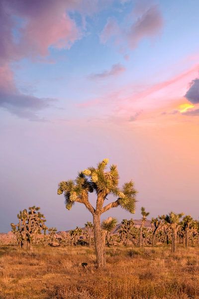 Zauberhafter Sonnenuntergang im Joshua Tree National Park von Melanie Viola